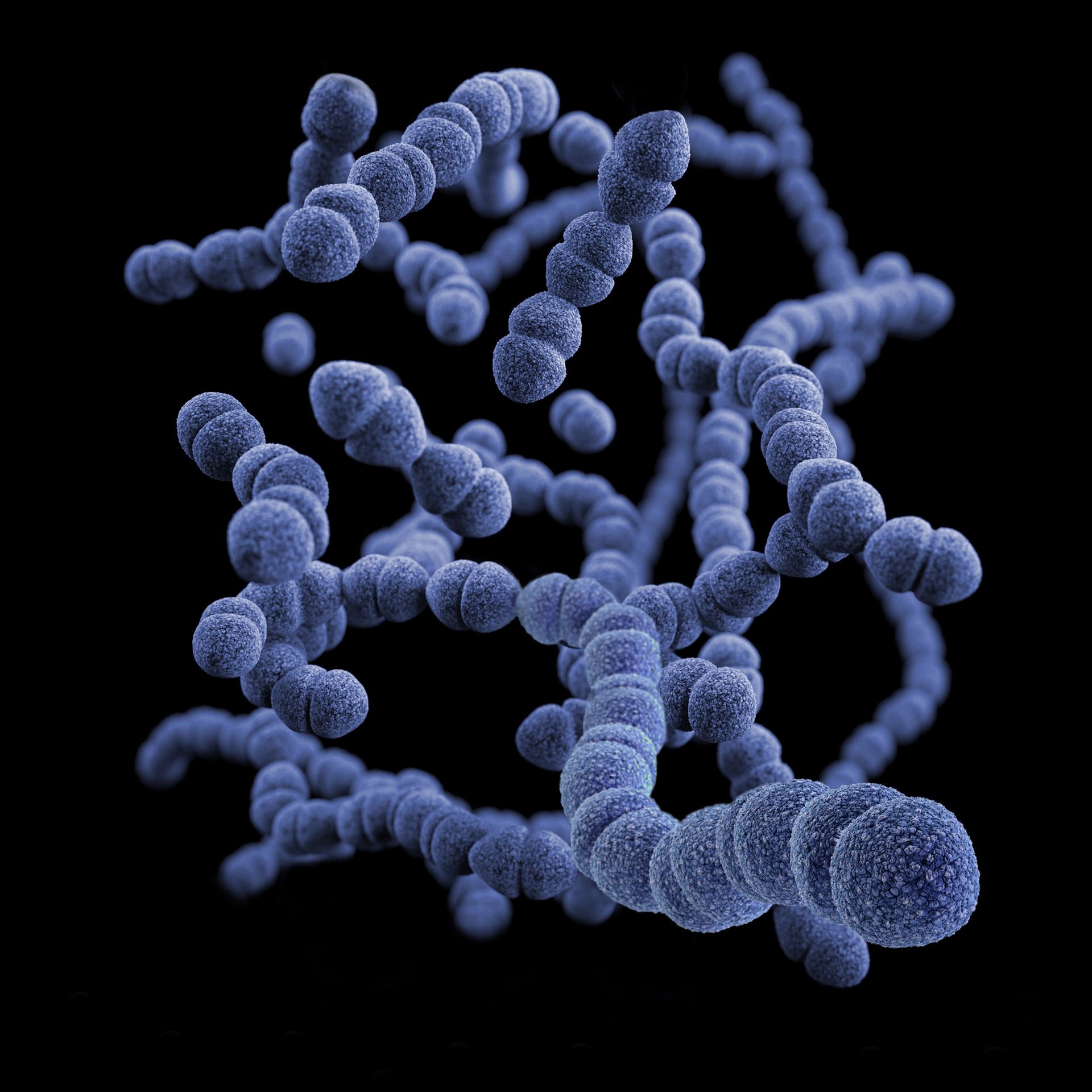 gut biome
